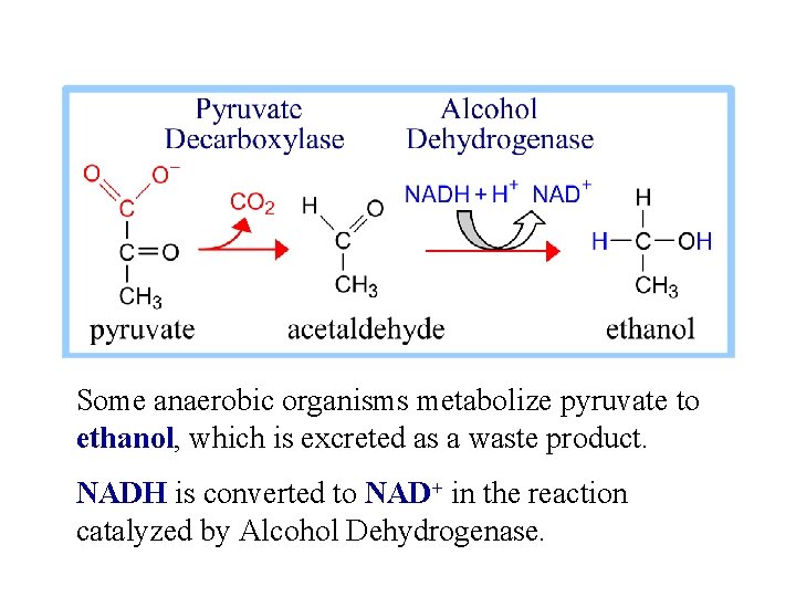 Some anaerobic organisms metabolize pyruvate to ethanol, which is excreted as a waste product.