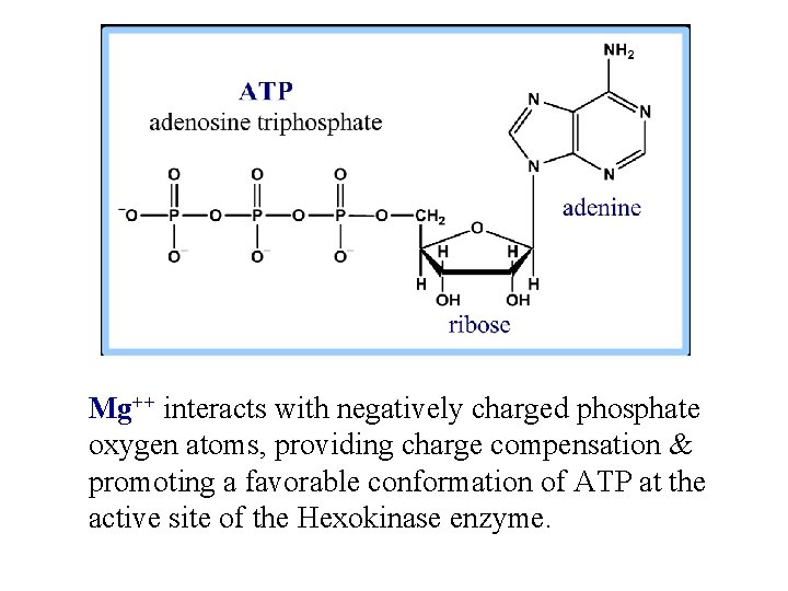 Mg++ interacts with negatively charged phosphate oxygen atoms, providing charge compensation & promoting a