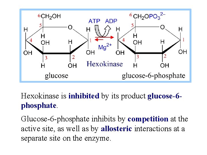 Hexokinase is inhibited by its product glucose-6 phosphate. Glucose-6 -phosphate inhibits by competition at