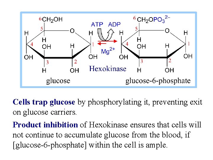 Cells trap glucose by phosphorylating it, preventing exit on glucose carriers. Product inhibition of