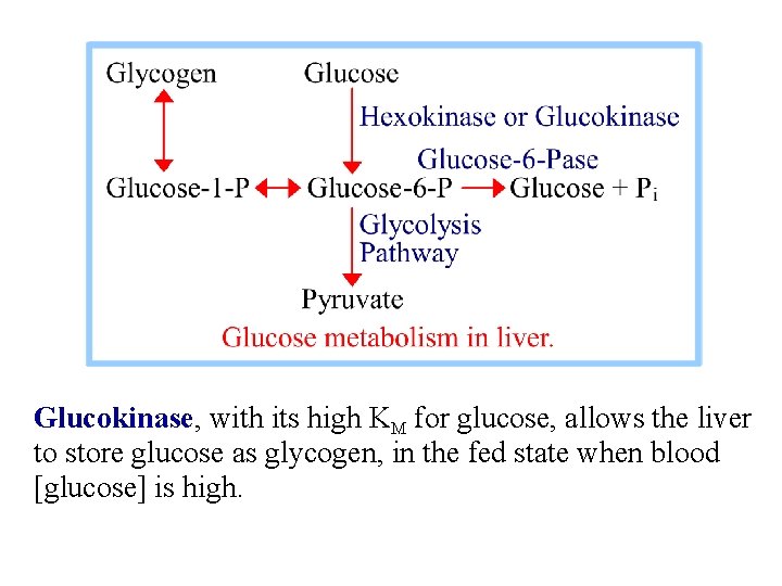 Glucokinase, with its high KM for glucose, allows the liver to store glucose as