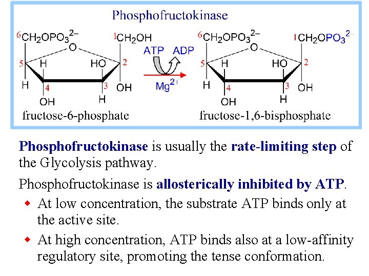 Phosphofructokinase is usually the rate-limiting step of the Glycolysis pathway. Phosphofructokinase is allosterically inhibited