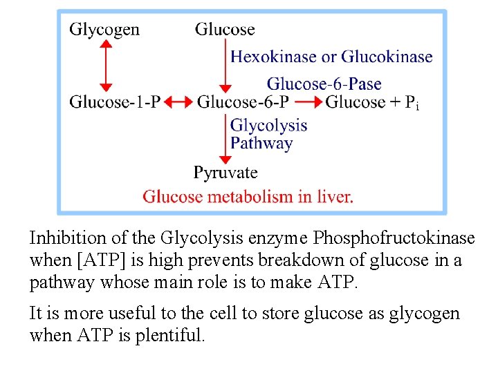 Inhibition of the Glycolysis enzyme Phosphofructokinase when [ATP] is high prevents breakdown of glucose
