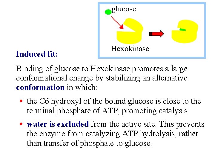 Induced fit: Binding of glucose to Hexokinase promotes a large conformational change by stabilizing