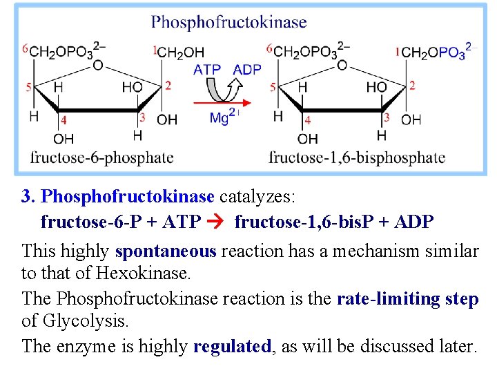 3. Phosphofructokinase catalyzes: fructose-6 -P + ATP fructose-1, 6 -bis. P + ADP This