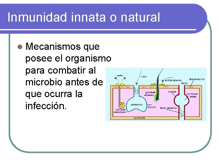 Inmunidad innata o natural l Mecanismos que posee el organismo para combatir al microbio