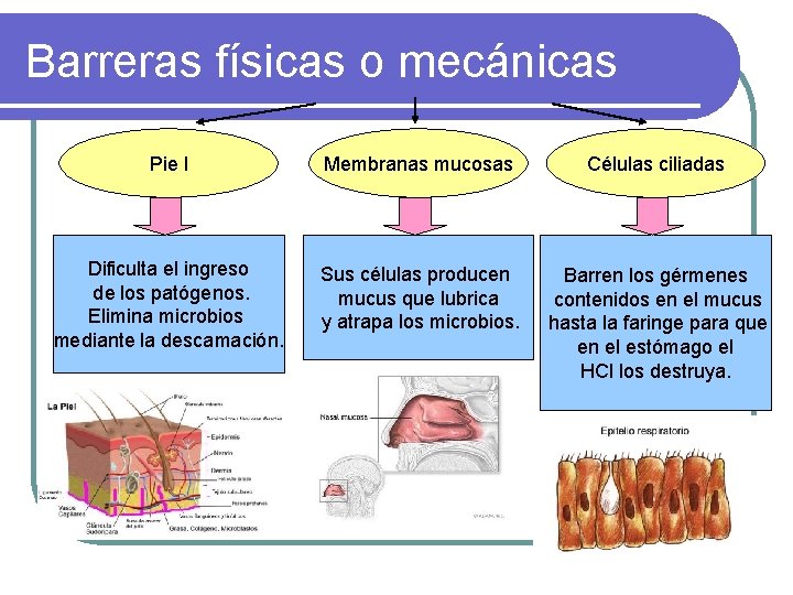 Barreras físicas o mecánicas Pie l Membranas mucosas Células ciliadas Dificulta el ingreso de