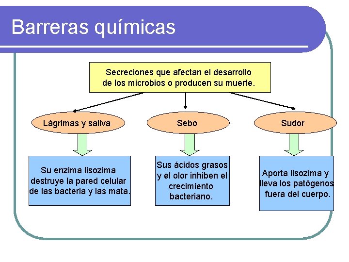 Barreras químicas Secreciones que afectan el desarrollo de los microbios o producen su muerte.