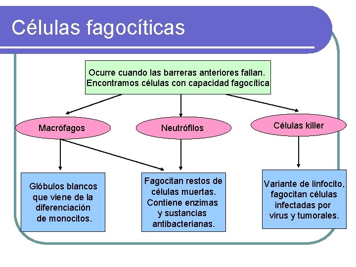 Células fagocíticas Ocurre cuando las barreras anteriores fallan. Encontramos células con capacidad fagocítica Macrófagos