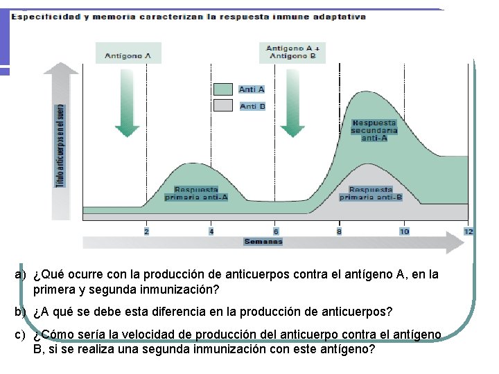 a) ¿Qué ocurre con la producción de anticuerpos contra el antígeno A, en la