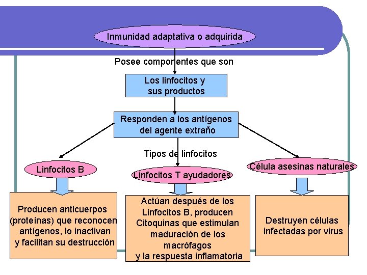 Inmunidad adaptativa o adquirida Posee componentes que son Los linfocitos y sus productos Responden