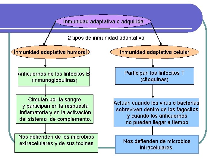 Inmunidad adaptativa o adquirida 2 tipos de inmunidad adaptativa Inmunidad adaptativa humoral Anticuerpos de