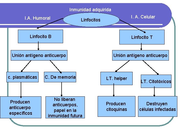 Inmunidad adquirida I. A. Humoral I. A. Celular Linfocitos Linfocito B Unión antígeno anticuerpo
