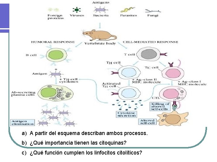 a) A partir del esquema describan ambos procesos. b) ¿Qué importancia tienen las citoquinas?