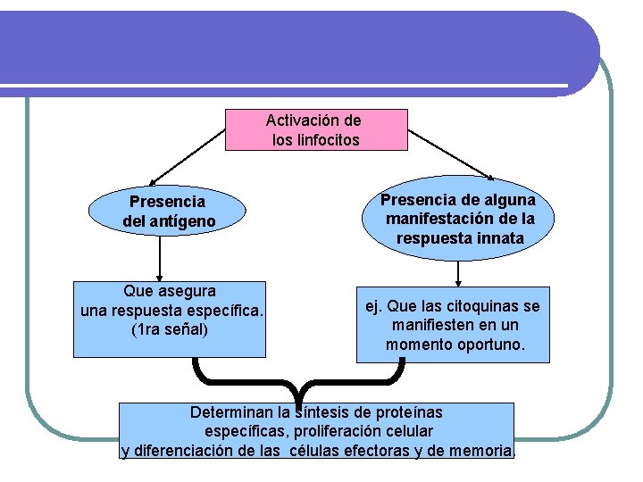 Activación de los linfocitos Presencia del antígeno Que asegura una respuesta específica. (1 ra
