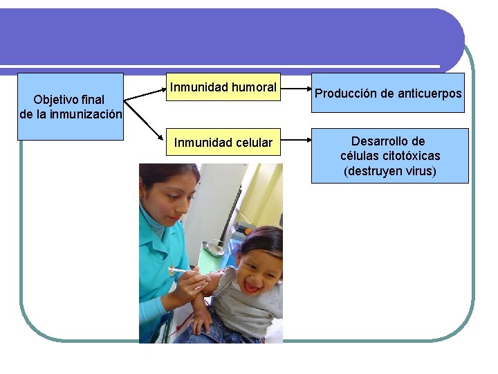 Objetivo final de la inmunización Inmunidad humoral Producción de anticuerpos Inmunidad celular Desarrollo de