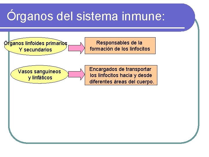 Órganos del sistema inmune: Órganos linfoides primarios Y secundarios Vasos sanguíneos y linfáticos Responsables