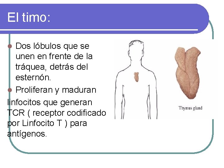 El timo: Dos lóbulos que se unen en frente de la tráquea, detrás del
