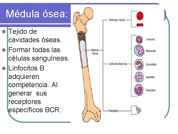 Médula ósea: Tejido de cavidades óseas. l Formar todas las células sanguíneas. l Linfocitos