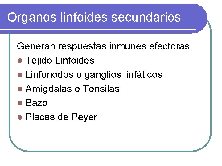 Organos linfoides secundarios Generan respuestas inmunes efectoras. l Tejido Linfoides l Linfonodos o ganglios