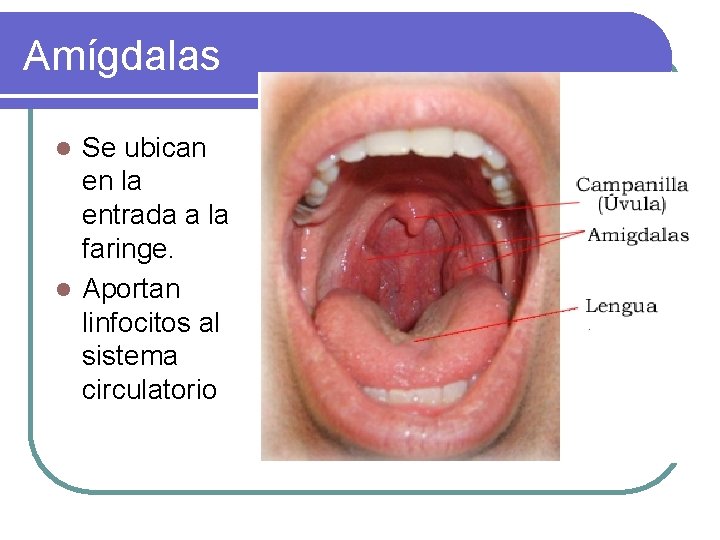 Amígdalas Se ubican en la entrada a la faringe. l Aportan linfocitos al sistema