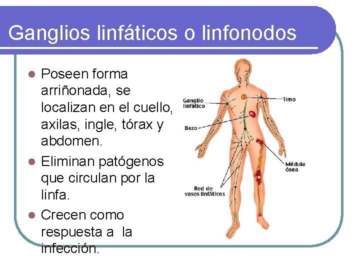 Ganglios linfáticos o linfonodos Poseen forma arriñonada, se localizan en el cuello, axilas, ingle,