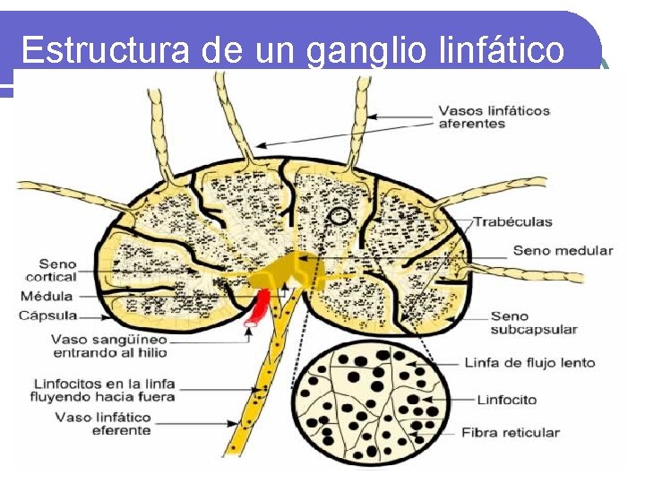 Estructura de un ganglio linfático 