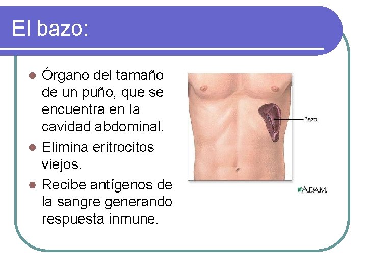 El bazo: Órgano del tamaño de un puño, que se encuentra en la cavidad