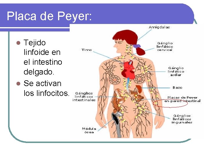 Placa de Peyer: Tejido linfoide en el intestino delgado. l Se activan los linfocitos.