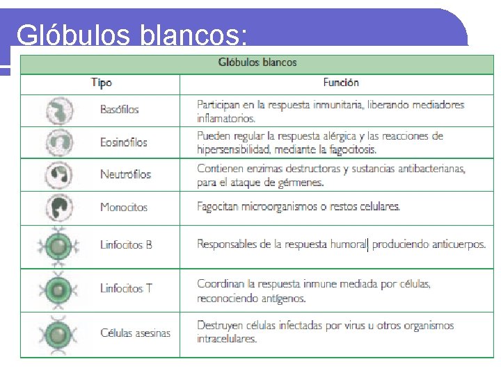 Glóbulos blancos: 