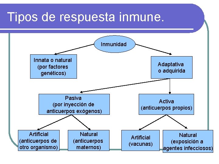 Tipos de respuesta inmune. Inmunidad Innata o natural (por factores genéticos) Pasiva (por inyección