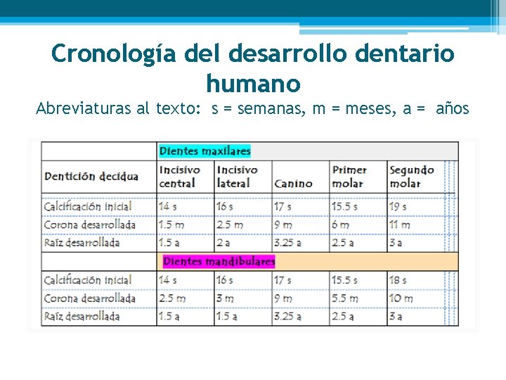 Cronología del desarrollo dentario humano Abreviaturas al texto: s = semanas, m = meses,