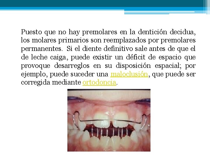 Puesto que no hay premolares en la dentición decidua, los molares primarios son reemplazados