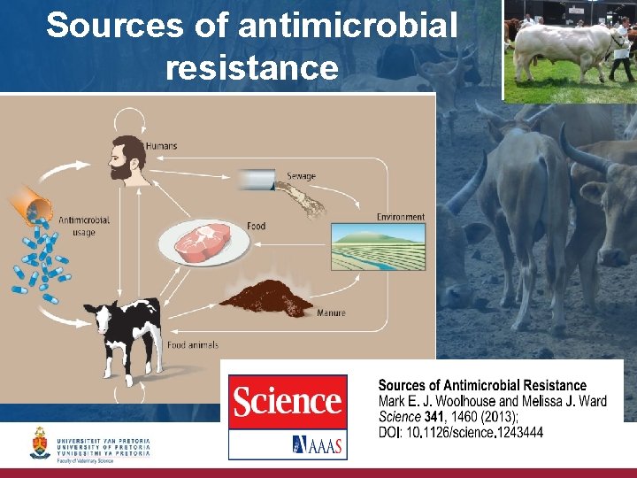 Sources of antimicrobial resistance 