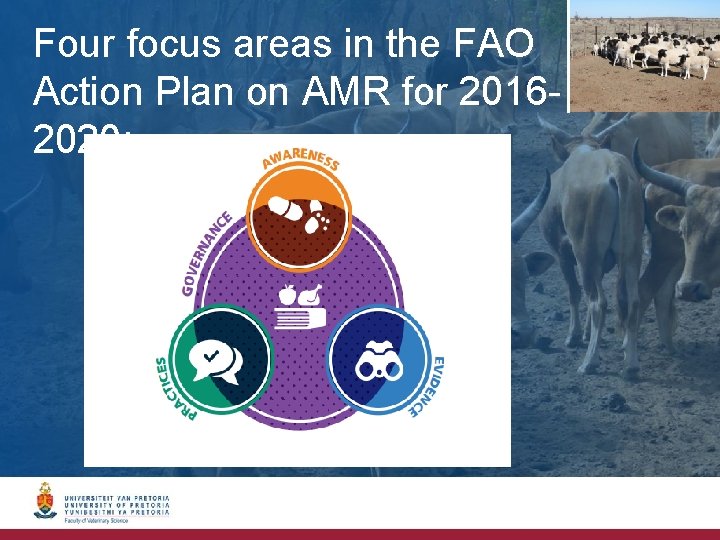 Four focus areas in the FAO Action Plan on AMR for 20162020: 
