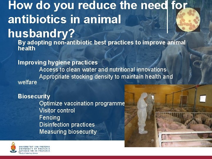How do you reduce the need for antibiotics in animal husbandry? By adopting non-antibiotic