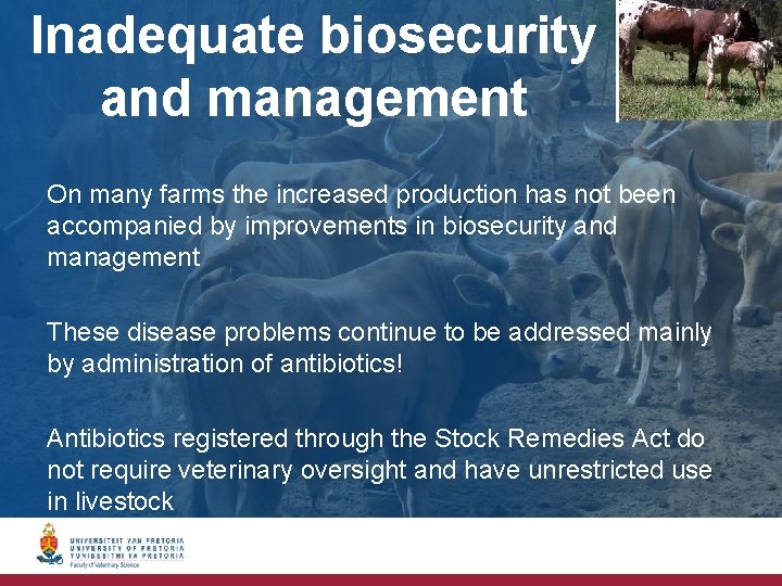 Inadequate biosecurity and management On many farms the increased production has not been accompanied