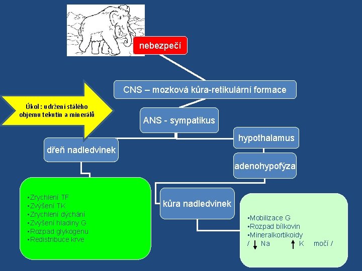 nebezpečí CNS – mozková kůra-retikulární formace Úkol : udržení stálého objemu tekutin a minerálů