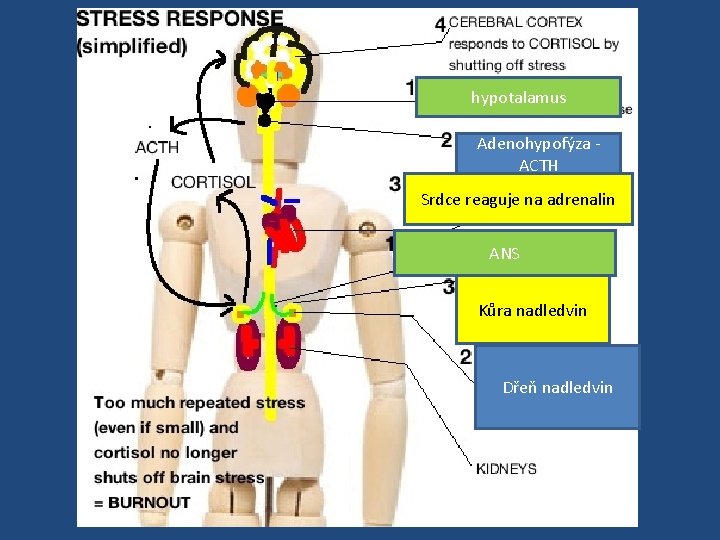 hypotalamus Adenohypofýza - ACTH Srdce reaguje na adrenalin ANS Kůra nadledvin Dřeň nadledvin 