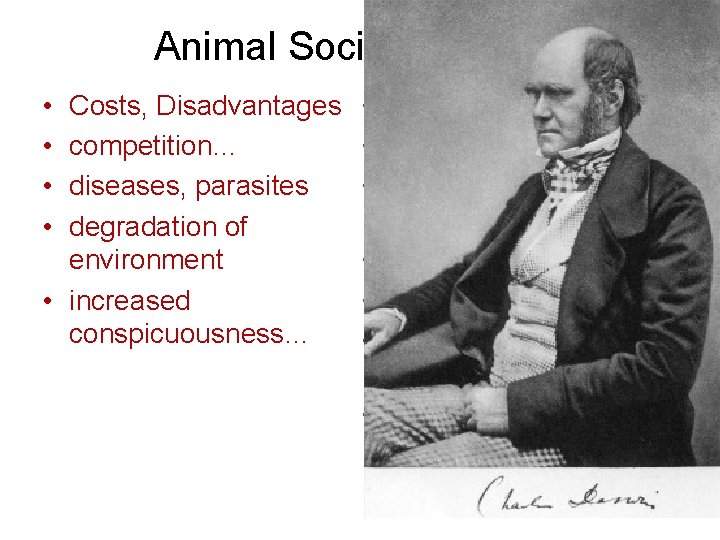 Animal Social Behavior • • Costs, Disadvantages competition… diseases, parasites degradation of environment •