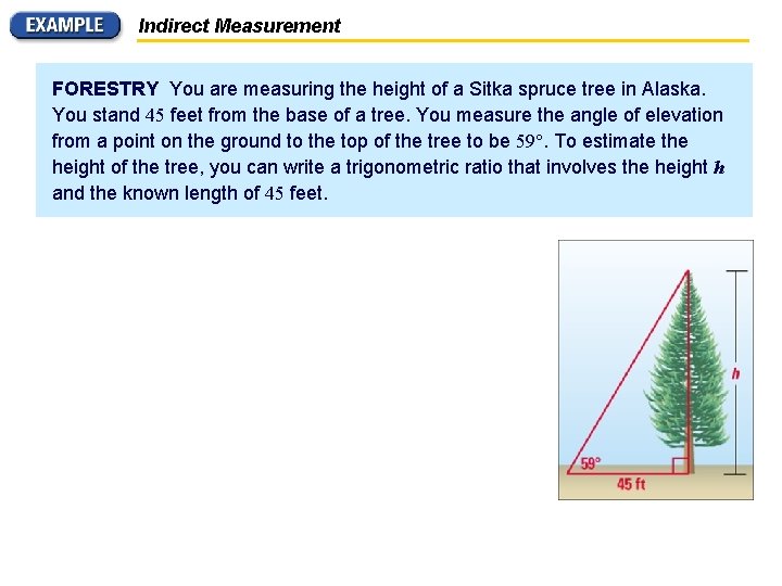 Indirect Measurement FORESTRY You are measuring the height of a Sitka spruce tree in