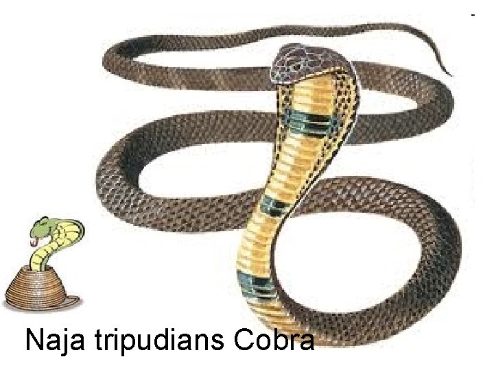 Naja tripudians Cobra 