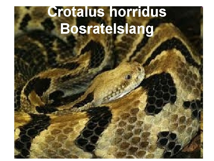 Crotalus horridus Bosratelslang 