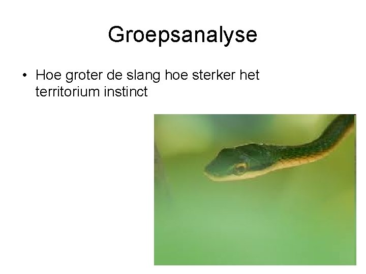 Groepsanalyse • Hoe groter de slang hoe sterker het territorium instinct 