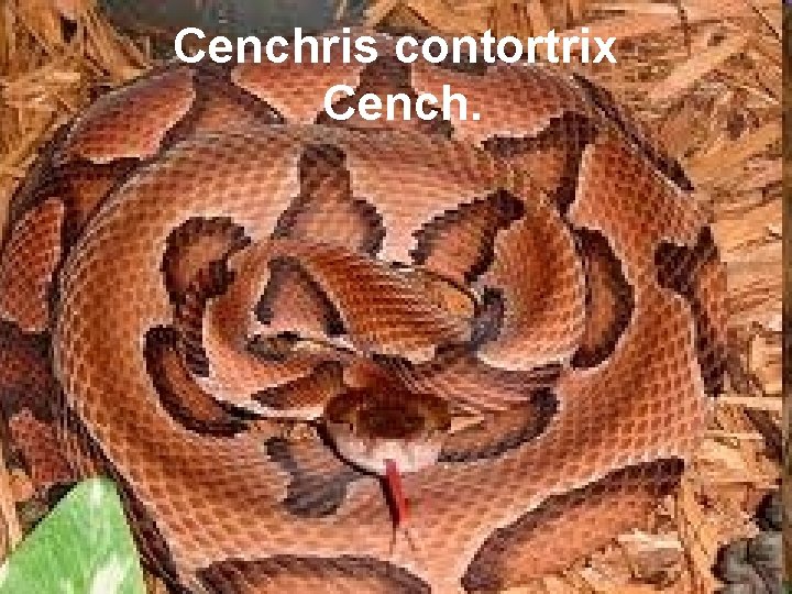 Cenchris contortrix Cench. 