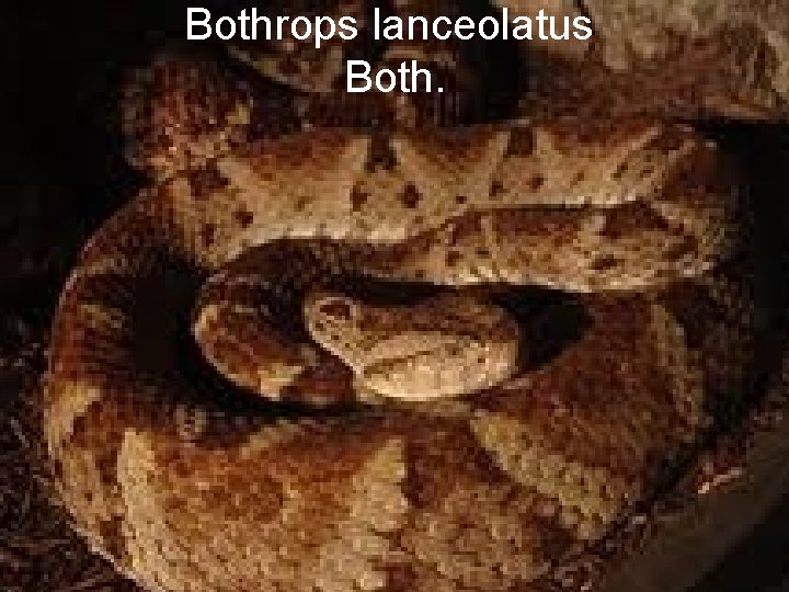 Bothrops lanceolatus Both. 