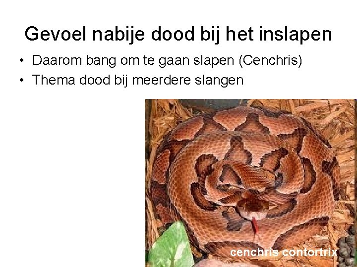 Gevoel nabije dood bij het inslapen • Daarom bang om te gaan slapen (Cenchris)