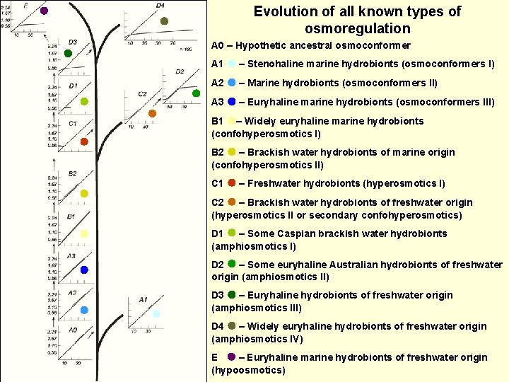  Evolution of all known types of osmoregulation A 0 – Hypothetic ancestral osmoconformer