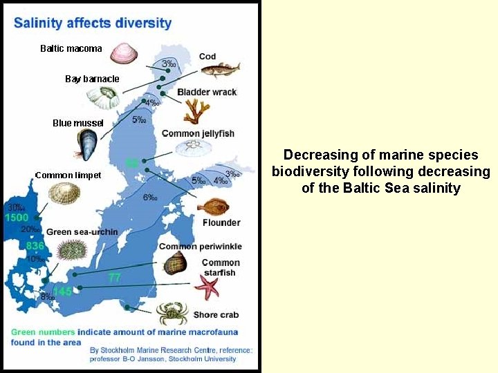 Decreasing of marine species biodiversity following decreasing of the Baltic Sea salinity 