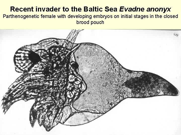Recent invader to the Baltic Sea Evadne anonyx Parthenogenetic female with developing embryos on